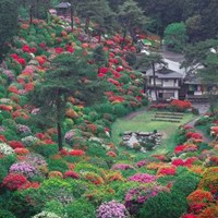 唯美浪漫的日本花海治愈系风景头像 (3)