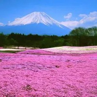 唯美浪漫的日本花海治愈系风景头像 (4)