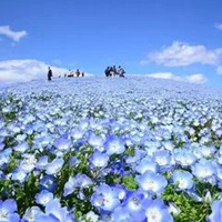 唯美浪漫的日本花海治愈系风景头像 (5)