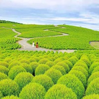 唯美浪漫的日本花海治愈系风景头像 (11)