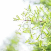 春暖花开小清新植物景色头像一波 (9)