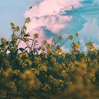 清新唯美有质感的一组插画 (14)