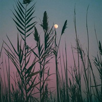 清新唯美有质感的一组插画 (15)