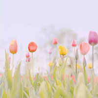 莫兰迪色系唯美意境头像//到心坎里 (11)