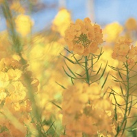 唯美ins仙气的花朵+风景 (2)