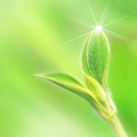 阳光绿色壁纸和头像，给您温暖幸福清新的感觉 (13)