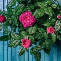 小清新风景景色头像 (11)