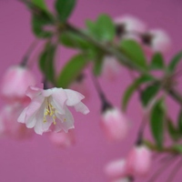 高清花草植物头像图片，简单小清新，无水印 (3)