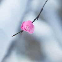 高清花草植物头像图片，简单小清新，无水印 (15)