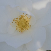 非常唯美ins小清新风景头像 (12)