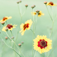 简单的小清新风景 (2)