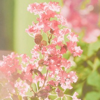 简单的小清新风景 (4)