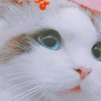 超可耐的猫猫头像 (24)