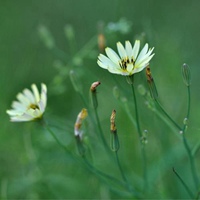 一朵野花 (11)