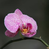 蝴蝶兰花朵 可爱迷人的蝴蝶兰头像 (13)