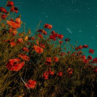 复古油画色调带仙气的花卉头像 (3)