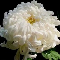 菊花 灿烂夺目的菊花头像 (1)