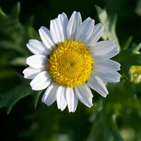 菊花 灿烂夺目的菊花头像 (2)