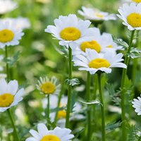 菊花 灿烂夺目的菊花头像 (3)