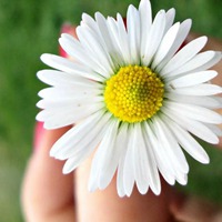 菊花 灿烂夺目的菊花头像 (5)