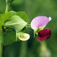 豌豆花 红绿相见的清新豌豆花头像 (2)