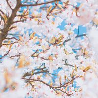 浪漫小清新花朵个性头像//清新+素静 (3)