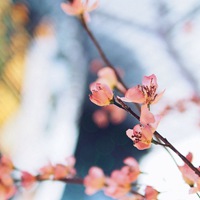 浪漫小清新花朵个性头像//清新+素静 (4)