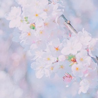 浪漫小清新花朵个性头像//清新+素静 (5)