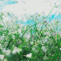 浪漫小清新花朵个性头像//清新+素静 (8)