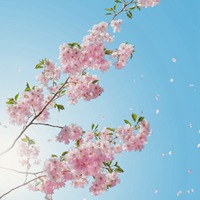 浪漫小清新花朵个性头像//清新+素静 (9)