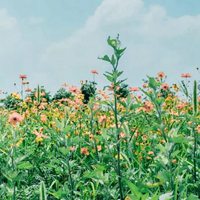 浪漫小清新花朵个性头像//清新+素静 (10)