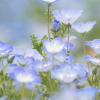 浪漫小清新花朵个性头像//清新+素静 (12)