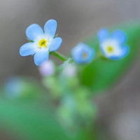 浪漫小清新花朵个性头像//清新+素静 (13)