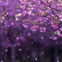 海棠花 最美海棠花花朵头像 (2)