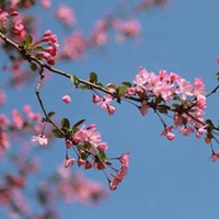 海棠花 最美海棠花花朵头像 (11)