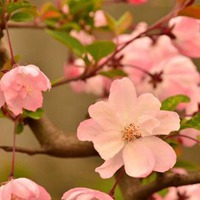 海棠花 最美海棠花花朵头像 (14)