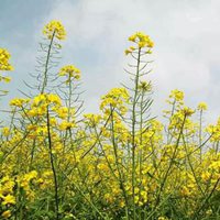 油菜花 金灿灿的唯美油菜花头像 (12)