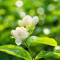 茉莉花 透着香气的茉莉花朵头像 (12)