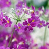 樱花草 楚楚动人的樱花草唯美头像 (10)