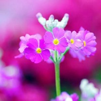 樱花草 楚楚动人的樱花草唯美头像 (11)