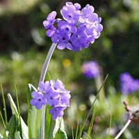 樱花草 楚楚动人的樱花草唯美头像 (12)