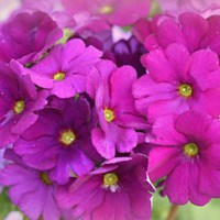 樱花草 楚楚动人的樱花草唯美头像 (13)