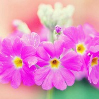 樱花草 楚楚动人的樱花草唯美头像 (14)