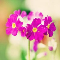 樱花草 楚楚动人的樱花草唯美头像 (15)