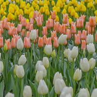 源自荷兰 鲜艳郁金香花 (1)