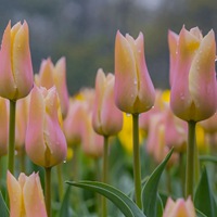 源自荷兰 鲜艳郁金香花 (2)