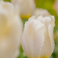 源自荷兰 鲜艳郁金香花 (3)