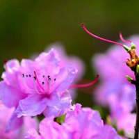 火红的杜鹃花花海头像 (7)