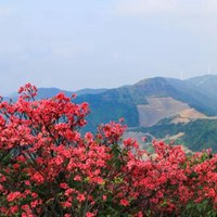 火红的杜鹃花花海头像 (10)