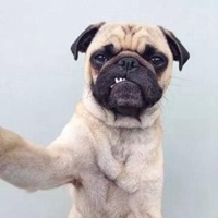 搞笑狗狗照片头像 (6)